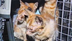 Illustration : "« Aucun d'entre eux n'est dans un état normal », 25 chats sauvés d’une femme qui avait tenté de les aider "