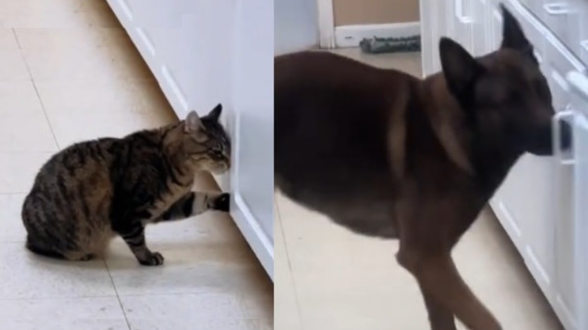 Illustration : "Une chatte espiègle à 3 pattes d’une clinique vétérinaire s’évapore sans laisser de trace, jusqu’à ce qu’un chien détective perce le mystère (vidéo)"