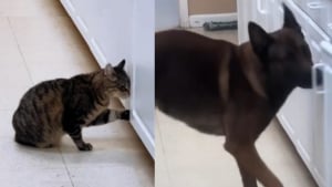 Illustration : Une chatte espiègle à 3 pattes d’une clinique vétérinaire s’évapore sans laisser de trace, jusqu’à ce qu’un chien détective perce le mystère (vidéo)