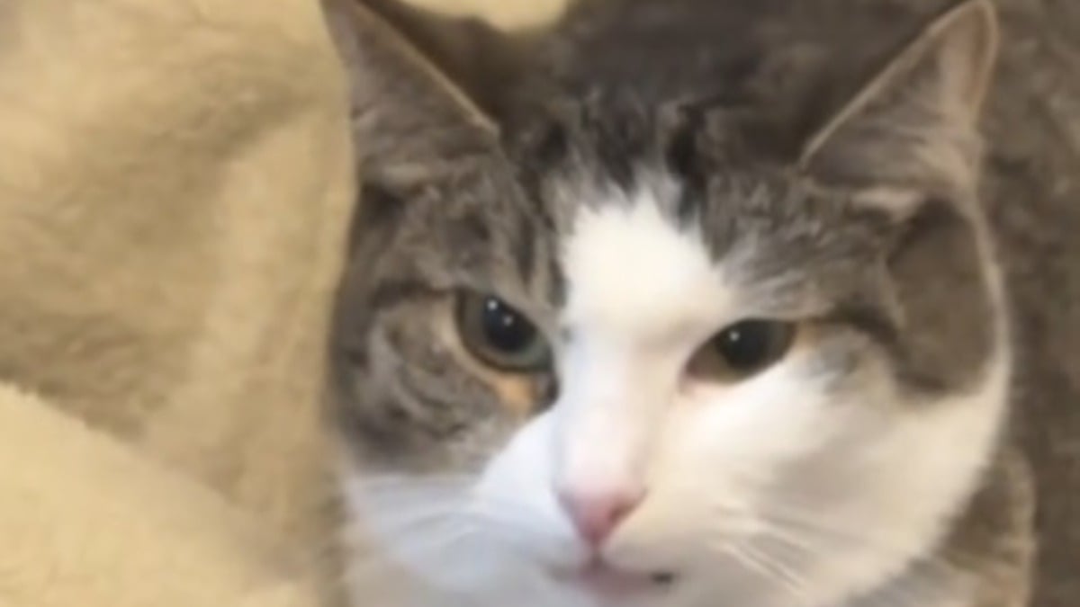 Illustration : "Ils veulent offrir un compagnon à leur chatte mais ses premières réactions sont glaciales (vidéo)"