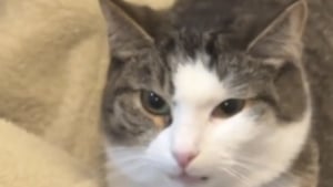 Illustration : Ils veulent offrir un compagnon à leur chatte mais ses premières réactions sont glaciales (vidéo)
