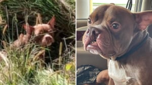 Illustration : Son maître l’abandonne dans un champ avec ses croquettes, mais une inconnue change le cours de son destin