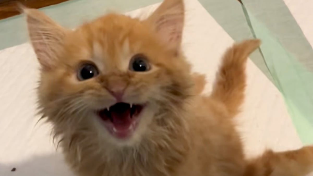 Illustration : "Ce chaton aux pattes arrière paralysées montre chaque étape de sa journée, suscitant admiration et tendresse (vidéo)"