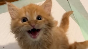 Illustration : Ce chaton aux pattes arrière paralysées montre chaque étape de sa journée, suscitant admiration et tendresse (vidéo)