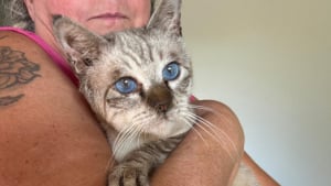 Illustration : Un homme atteint du syndrome de Diogène détenait une quinzaine d’animaux dans des "conditions catastrophiques" avant l'intervention des associations