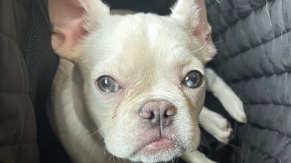 Illustration : La lumière de son garage s'allume, elle y découvre sa chienne déposée sans un bruit quelques heures après sa mystérieuse disparition