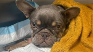 Illustration : "« Elle n'aurait jamais dû se retrouver dans cette situation » : ils abandonnent leur chienne enceinte et négligée"