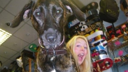 Illustration : Cette chienne âgée prend plaisir à accueillir les clients d’un magasin et aider sa maîtresse depuis 16 ans
