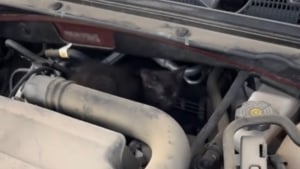 Illustration : Elle entend de drôles de bruits pendant sa pause déjeuner et découvre un chaton caché dans son moteur (vidéo)