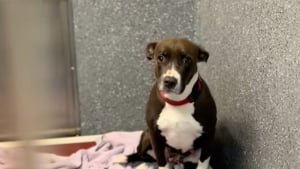 Illustration : Ayant traversé de terribles épreuves avec ses chiots, cette maman attend sa chance d’être adoptée au refuge depuis 220 jours (vidéo)