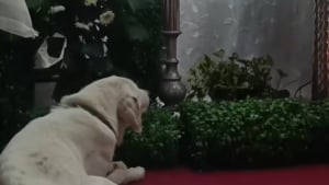 Illustration : « Ils traversent l'arc-en-ciel ensemble », après un ultime acte de loyauté, un chien s’éteint pour rejoindre la personne qu’il aimait le plus