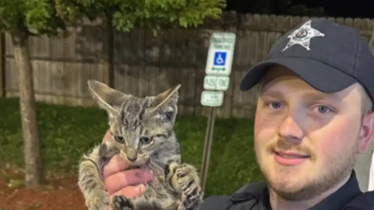 Illustration : "Des sauveteurs déplacent 500 kilogrammes de glace pour venir en aide à un chaton piégé derrière un congélateur"