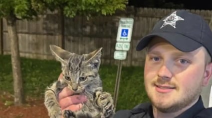 Illustration : Des sauveteurs déplacent 500 kilogrammes de glace pour venir en aide à un chaton piégé derrière un congélateur