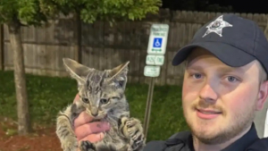 Illustration : "Des sauveteurs déplacent 500 kilogrammes de glace pour venir en aide à un chaton piégé derrière un congélateur"