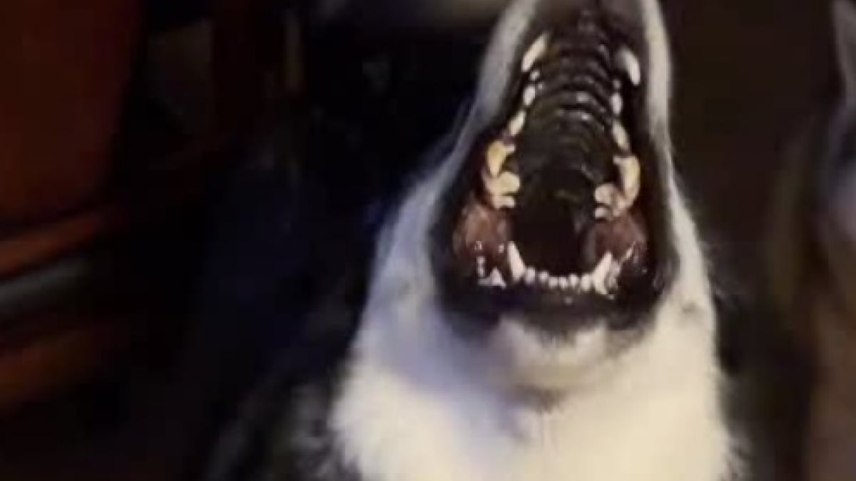 Illustration : "Ce trio de Huskies réserve un accueil exubérant à un livreur lui apportant toujours une petite surprise (vidéo)"