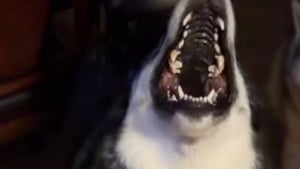 Illustration : Ce trio de Huskies réserve un accueil exubérant à un livreur lui apportant toujours une petite surprise (vidéo)