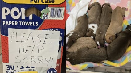 Illustration : Découverts dans une boîte d’essuie-tout, 7 chiots nouveau-nés abandonnés ont été sauvés in extremis par un passant