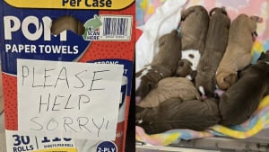 Illustration : "Découverts dans une boîte d’essuie-tout, 7 chiots nouveau-nés abandonnés ont été sauvés in extremis par un passant"