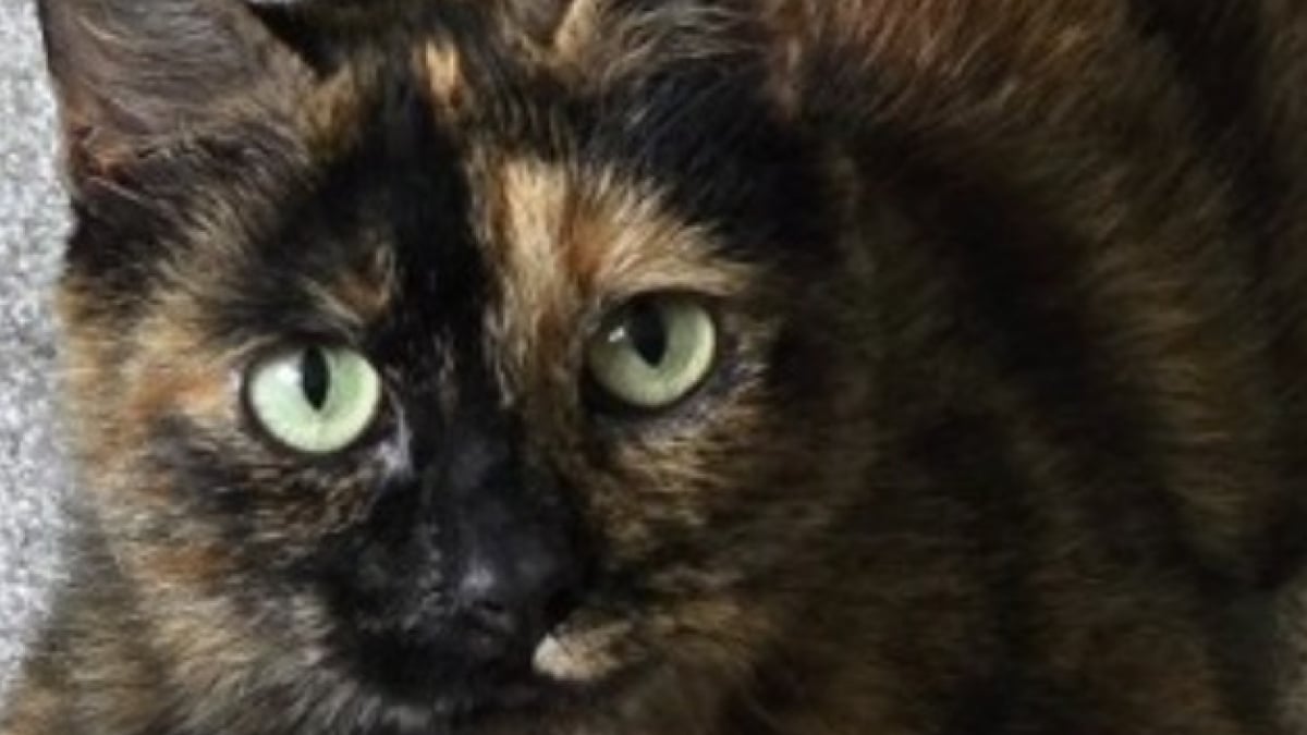 Illustration : "Une chatte reconnaissante grimpe aux arbres pour récupérer des cadeaux et les offrir à ses sauveteurs "