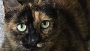 Illustration : Une chatte reconnaissante grimpe aux arbres pour récupérer des cadeaux et les offrir à ses sauveteurs
