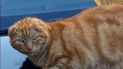 Illustration : Perdu depuis 2 ans, ce chat retrouve sa famille grâce à un message Facebook