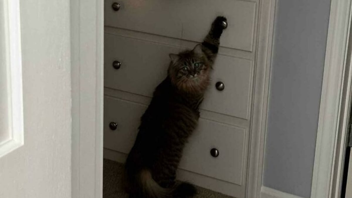 Illustration : "15 photos de chats qui prennent plaisir à comploter pour leurs crimes"