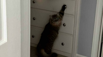 Illustration : 15 photos de chats qui prennent plaisir &agrave; comploter pour leurs crimes