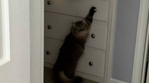 Illustration : "15 photos de chats qui prennent plaisir à comploter pour leurs crimes"