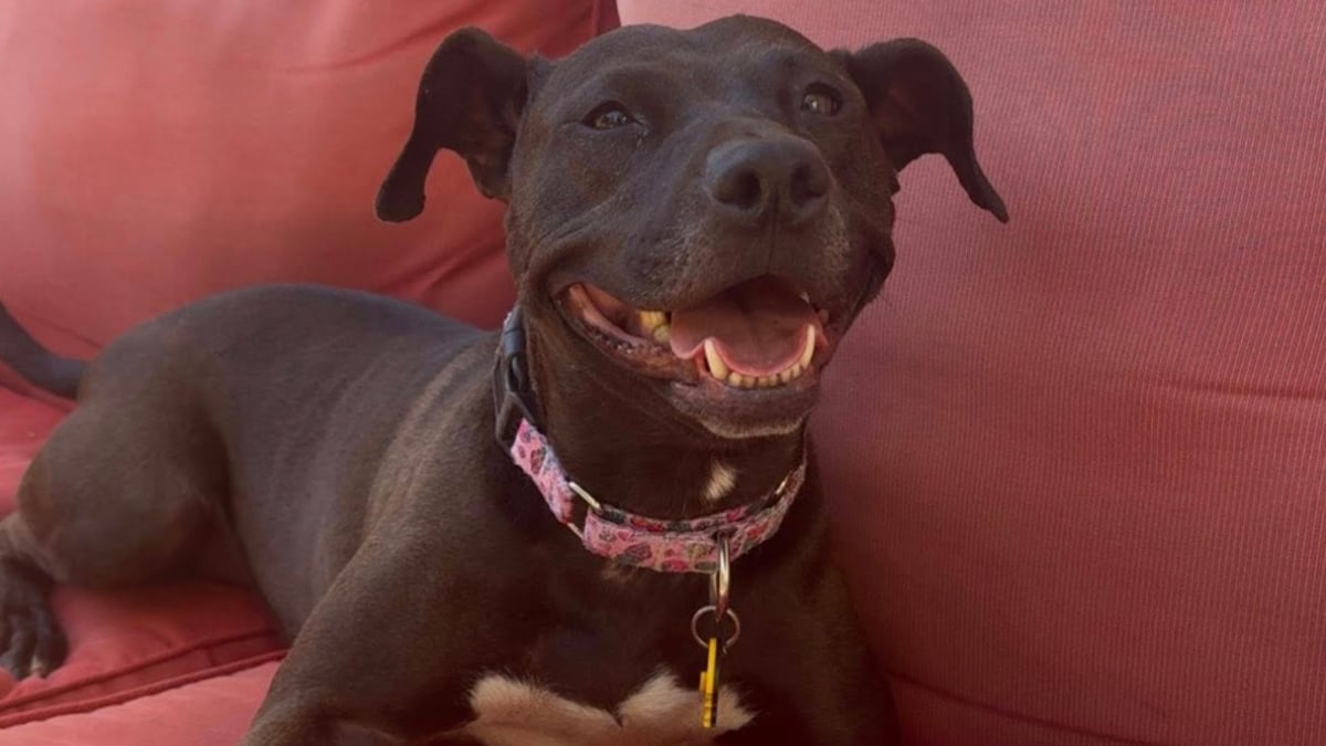 Illustration : "Ignorée pendant 2 longues années à cause de sa fourrure sombre, cette chienne est enfin appréciée à sa juste valeur"