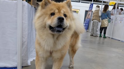 Illustration : À l'Animal Expo – Animalis Show, les animaux de refuge en attente d'adoptants responsables ont droit à leur coup de projecteur