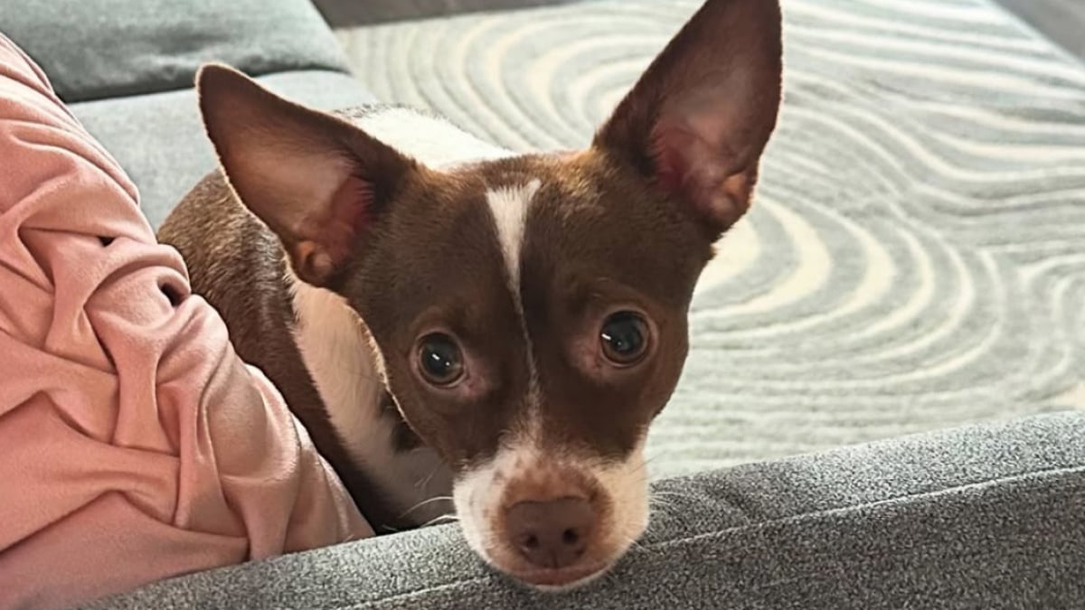 Illustration : "Effrayé à l’idée d’être de nouveau abandonné, ce toutou a une réaction poignante lorsqu’il sent que sa maîtresse va déménager (vidéo)"