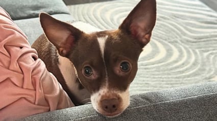 Illustration : Effrayé à l’idée d’être de nouveau abandonné, ce toutou a une réaction poignante lorsqu’il sent que sa maîtresse va déménager (vidéo)