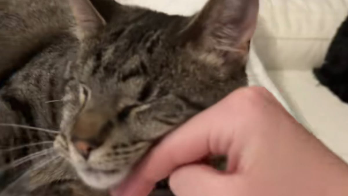 Illustration : "Privé de la vue, ce chat aveugle retrouve ses repères en sentant la main de sa maîtresse adorée (vidéo)"