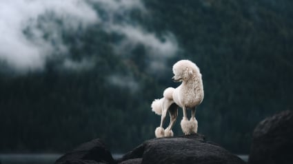 Illustration : 15 splendides photos de chiens et de chats qui ont &eacute;t&eacute; s&eacute;lectionn&eacute;es par un prix international de photographie prestigieux