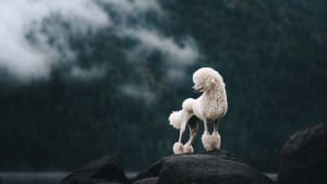 Illustration : 15 splendides photos de chiens et de chats qui ont été sélectionnées par un prix international de photographie prestigieux