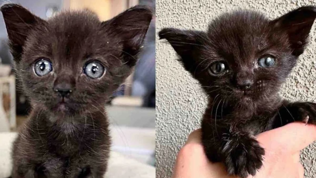 Illustration : "Minuscule et pleine de courage, une chatonne découvre la vie guidée par deux chats au grand cœur"