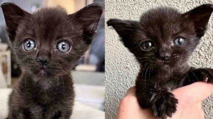 Illustration : Minuscule et pleine de courage, une chatonne découvre la vie guidée par deux chats au grand cœur