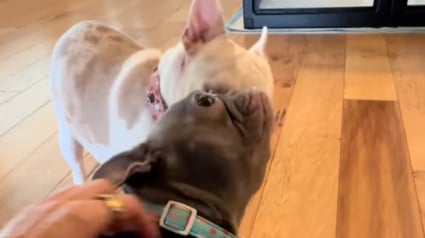 Illustration : « Elles gagnent en confiance chaque jour », privées de la vue et de l’ouïe, 2 Bouledogues Français se rencontrent pour la première fois sous le regard bienveillant de leur famille d’accueil