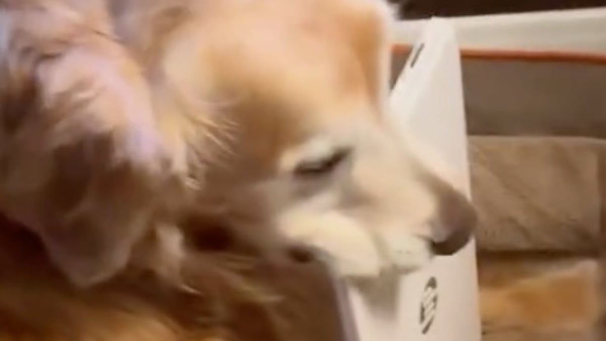 Illustration : "« Il a peur de tout perdre » sa maîtresse révèle la vraie raison derrière la mystérieuse habitude de son chien à tout collectionner (vidéo)"