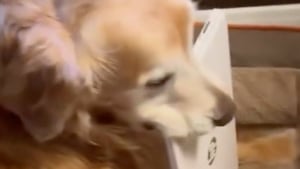 Illustration : « Il a peur de tout perdre » sa maîtresse révèle la vraie raison derrière la mystérieuse habitude de son chien à tout collectionner (vidéo)