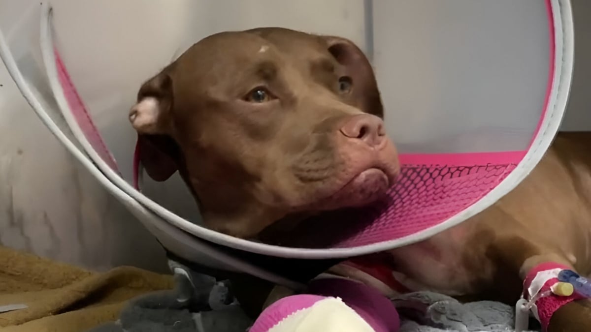 Illustration : "Grièvement blessée par balles sous les yeux de ses chiots, une chienne reçoit la visite d'un homme bouleversé qui veut lui offrir une nouvelle vie"