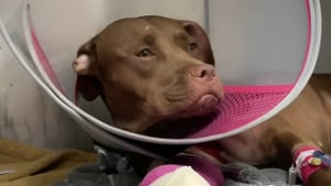 Illustration : Grièvement blessée par balles sous les yeux de ses chiots, une chienne reçoit la visite d'un homme bouleversé qui veut lui offrir une nouvelle vie