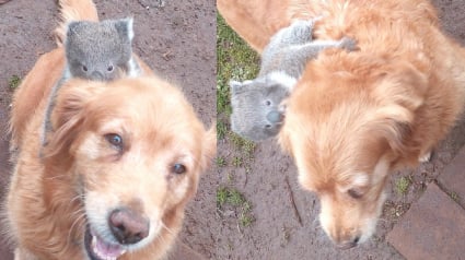 Illustration : Il entend sa chienne aboyer et découvre un bébé koala accroché à son dos