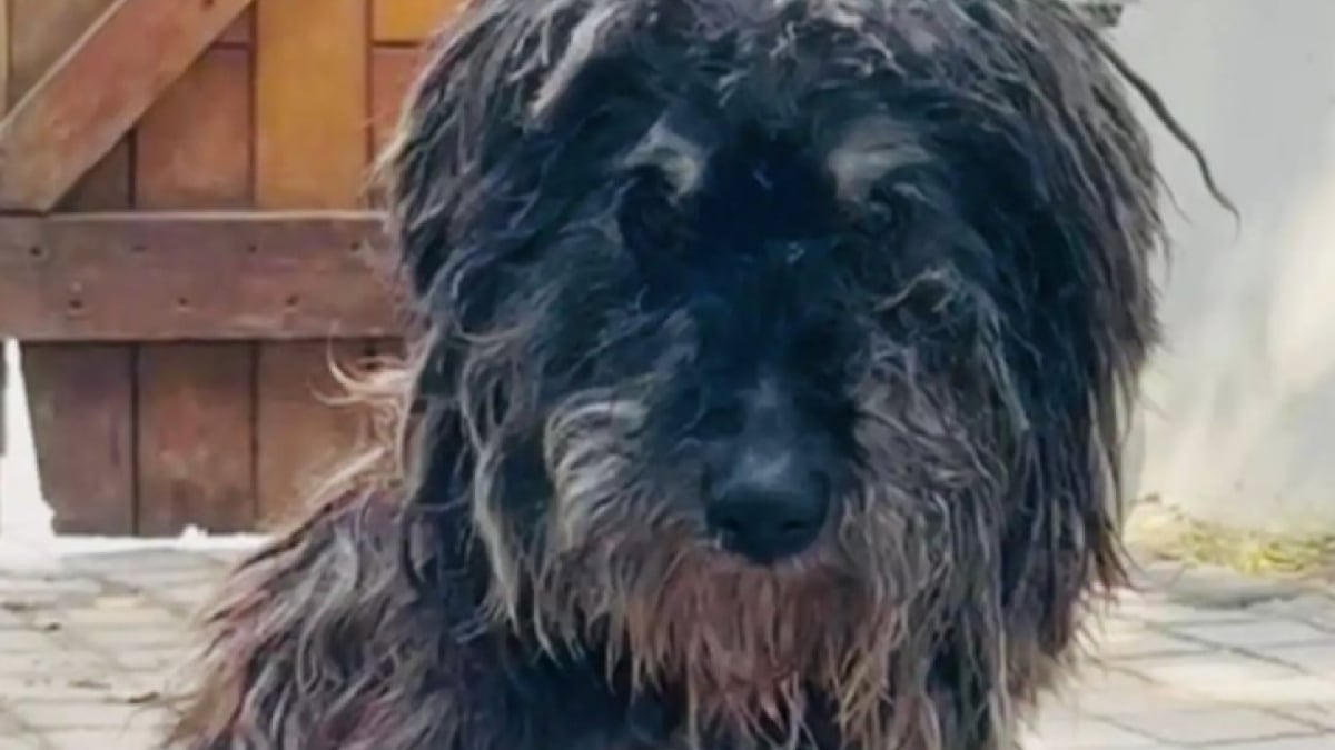 Illustration : "Un homme découvre la micropuce d’un vieux chien sauvé et comprend pourquoi il était autant sur ses gardes"