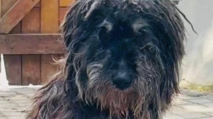 Illustration : Un homme d&eacute;couvre la micropuce d&rsquo;un vieux chien sauv&eacute; et comprend pourquoi il &eacute;tait autant sur ses gardes