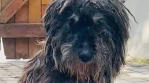 Illustration : Un homme découvre la micropuce d’un vieux chien sauvé et comprend pourquoi il était autant sur ses gardes