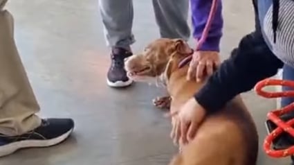 Illustration : La joie de cette chienne à 3 pattes, qui a été sauvée d’un élevage clandestin et n’aura plus jamais à subir de grossesse (vidéo)