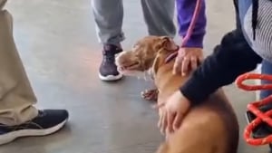 Illustration : La joie de cette chienne à 3 pattes, qui a été sauvée d’un élevage clandestin et n’aura plus jamais à subir de grossesse (vidéo)