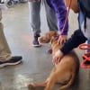 Illustration : La joie de cette chienne à 3 pattes, qui a été sauvée d’un élevage clandestin et n’aura plus jamais à subir de grossesse (vidéo) 