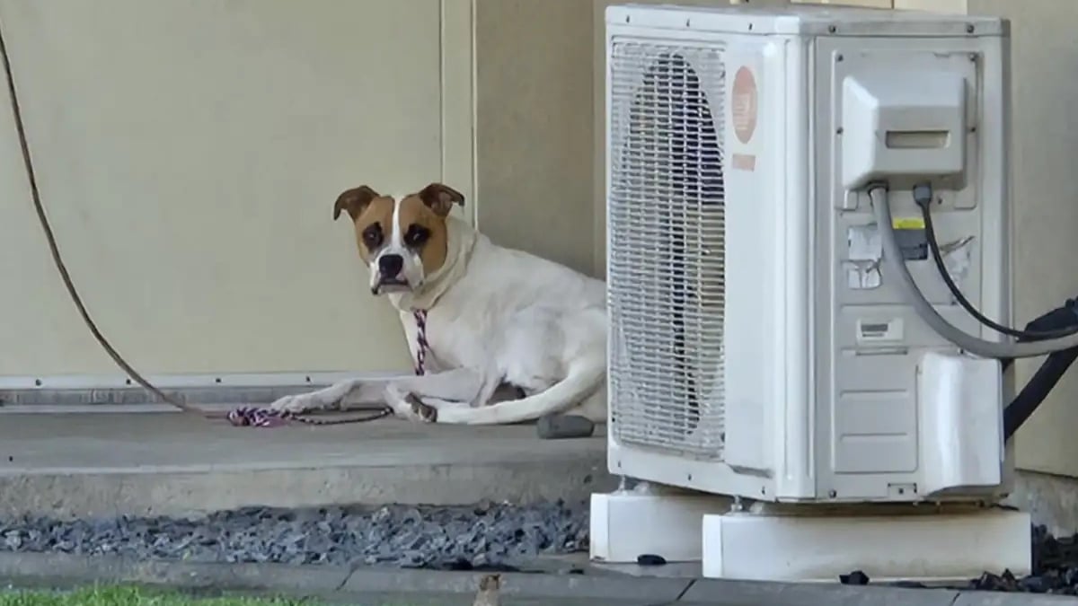 Illustration : "Abandonnée en pleine nuit devant un refuge, cette chienne brisée ne savait pas que sa vie allait bientôt changer"